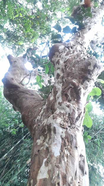 un arbre avec un grand tronc qui a un grand œil.