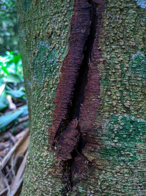 Un arbre avec un grand trou qui a un grand trou.