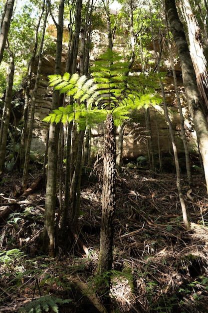 Un arbre avec une grande fougère dessus