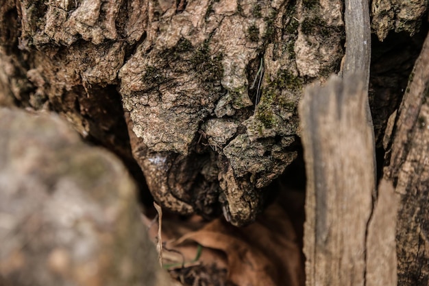 Arbre gros plan en bois photo