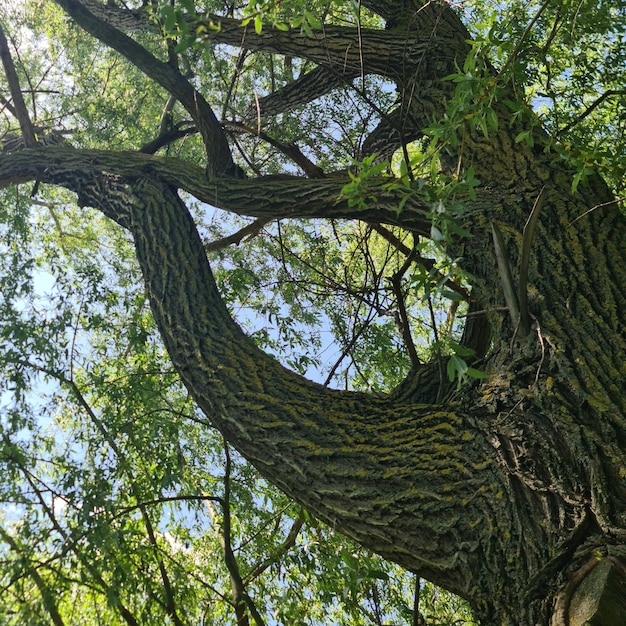 Un arbre avec un gros tronc et un arbre avec de la mousse verte dessus.