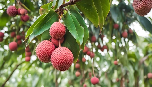 Photo un arbre avec un groupe de baies rouges accrochées à lui