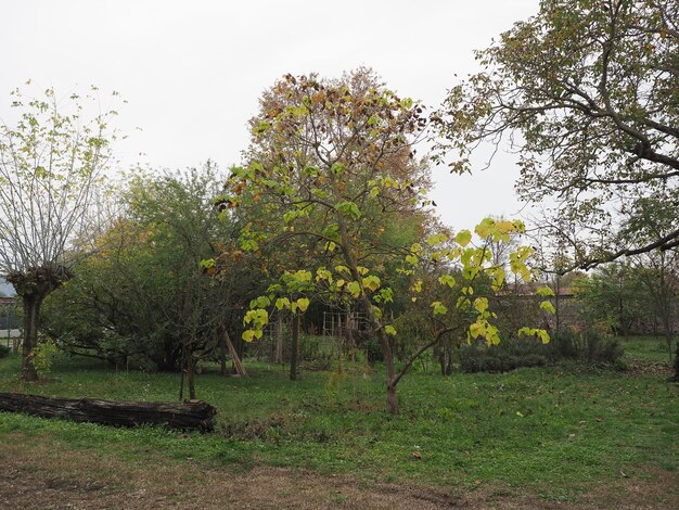 Photo arbre de haricot indien nom scientifique catalpa bignonioides