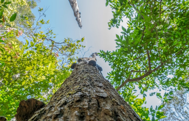 Arbre haut