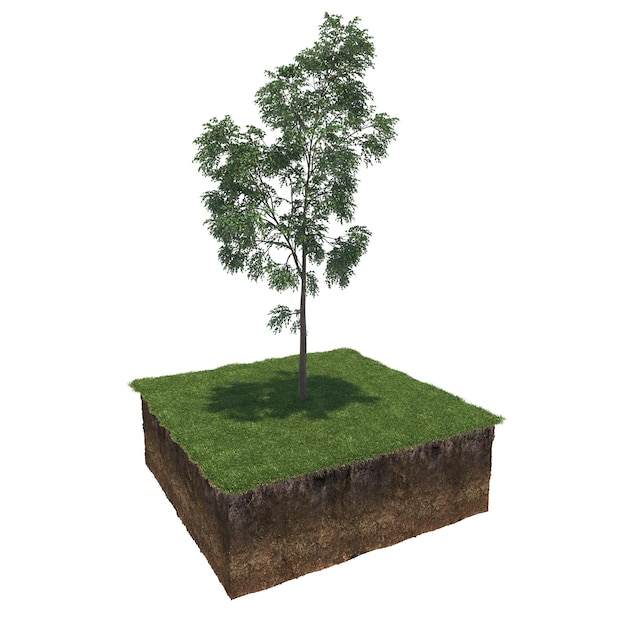 arbre sur l'herbe et une tranche de sol en dessous, rendu 3d