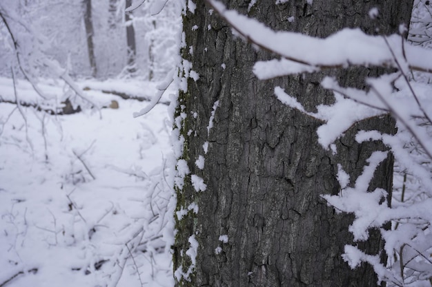 Arbre sur l'heure d'hiver de la forêt