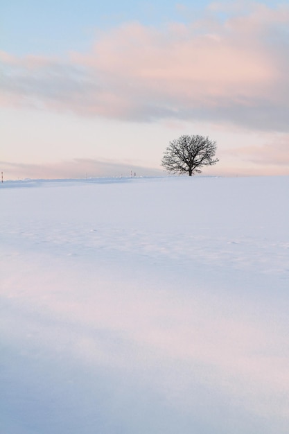 Arbre d'hiver à Biei