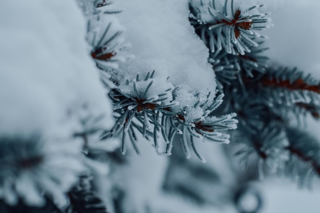 arbre hiver brindille