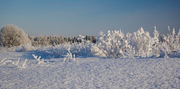 Arbre d'hiver enneigé