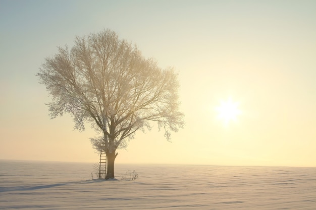 Arbre d'hiver gelé contre un ciel bleu au lever du soleil