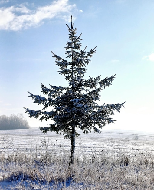 Photo arbre d'hiver