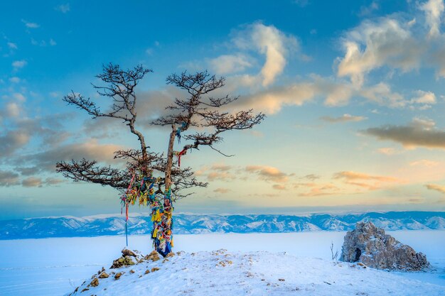 Photo arbre ii shamanka - russie