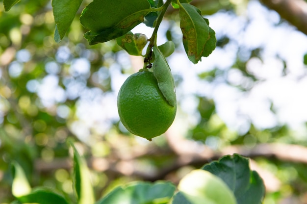 Sur l'arbre, il y a des citrons verts.