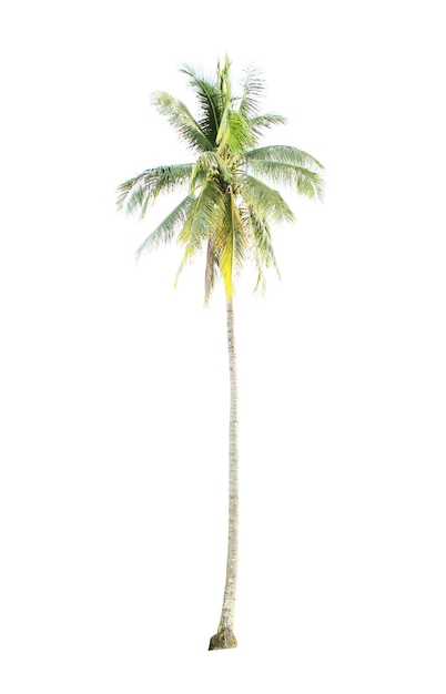 Arbre isolé arrière-plan blanc