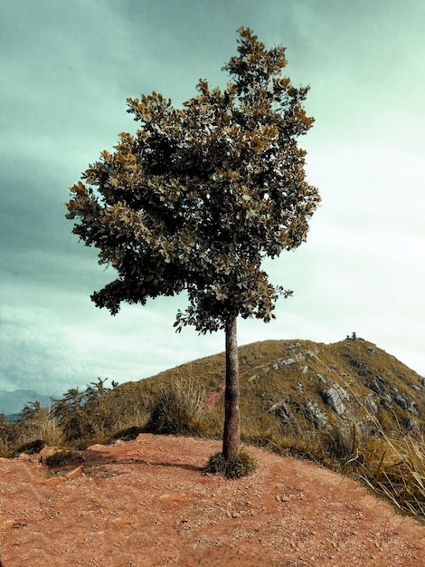 Arbre isolé au sommet de la célèbre montagne du pic Little Adams au Sri Lanka