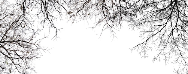 Arbre isolé sur blanc