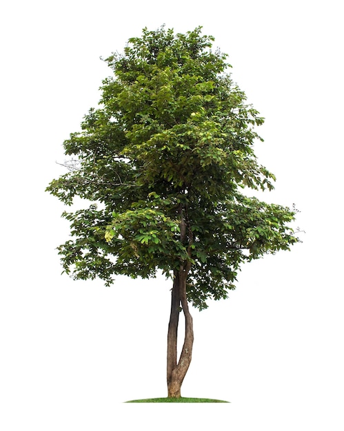 Arbre isolé sur fond blanc avec des chemins de détourage pour jardin