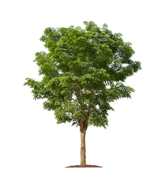 Arbre isolé sur fond blanc avec des chemins de détourage pour jardin