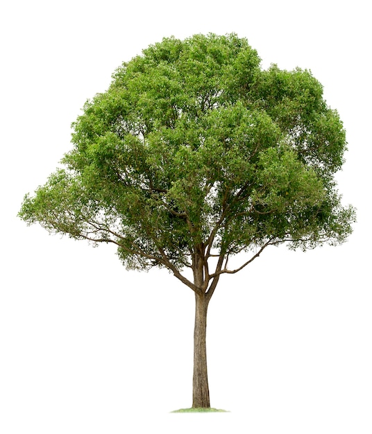 Arbre isolé sur fond blanc avec des chemins de détourage pour jardin