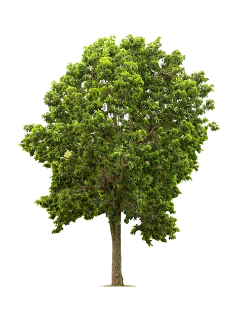 Arbre isolé sur fond blanc pour une utilisation dans la conception architecturale ou plus.