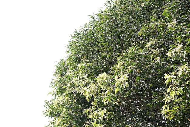 Arbre isolé sur fond blanc