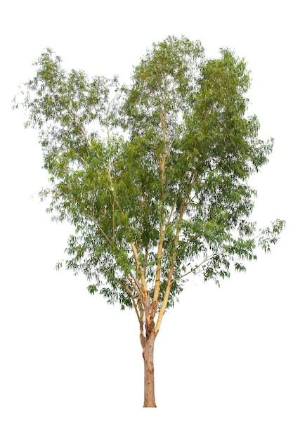 Arbre isolé sur fond blanc