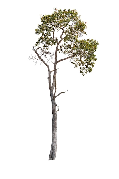 Arbre isolé sur fond blanc