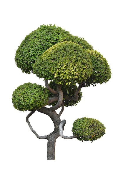 Arbre isolé sur fond blanc