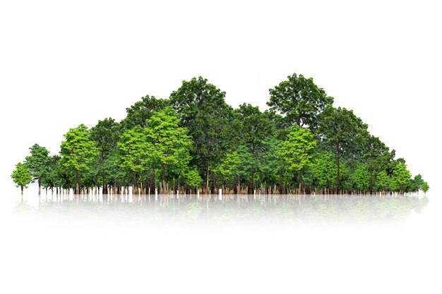 Arbre isolé sur fond blanc