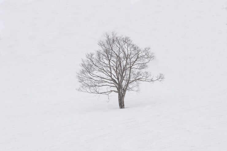 Photo l&#39;arbre isolé sur la neige duveteuse au sommet du pic d&#39;asari à hokkaido