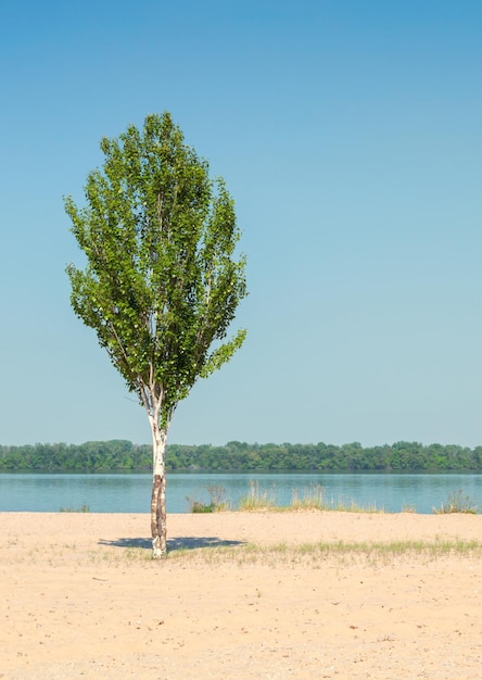 Arbre isolé poussant dans le sable sur fond de rivière