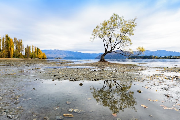 Arbre isolé à Wanaka, Nouvelle-Zélande