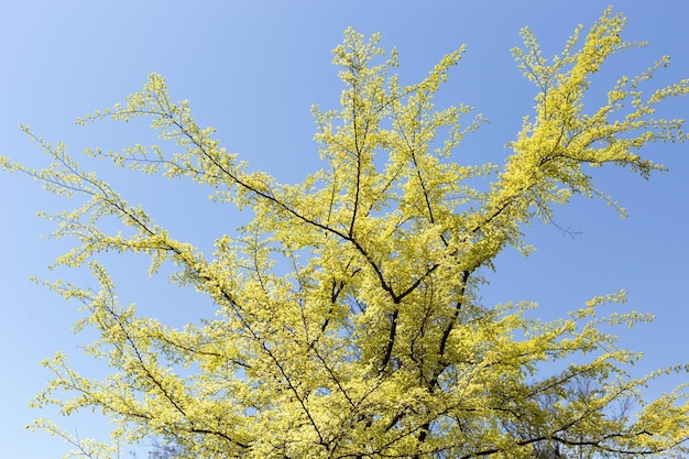 Arbre jaune contre le ciel bleu