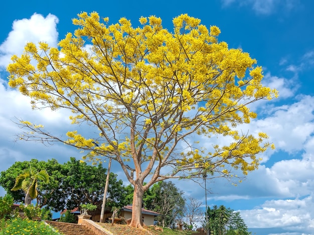 Photo l'arbre jaune de poinciana fleurit brillamment sur la colline près du temple dans le plateau de dalat, vietnam