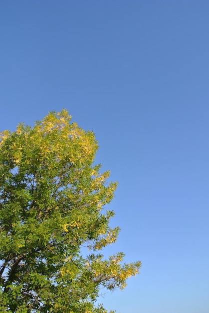 arbre jaune-vert sur un fond naturel d'automne de ciel bleu