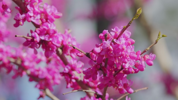 L'arbre de Judas en fleurs les fleurs rose foncé il est originaire du sud de l'Europe et de l'Asie occidentale près