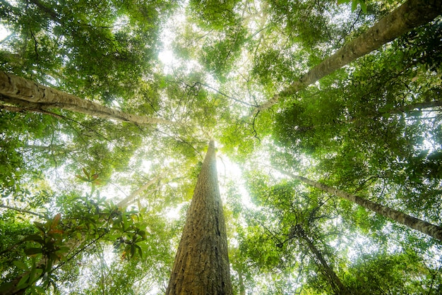 Arbre de la jungle verte avec des feuilles vertes et la lumière du soleil et la nature de détail des plantes dans la forêt regarde sous l'arbre