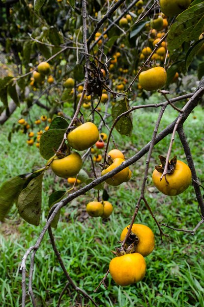 Photo arbre de kaki dans la ferme