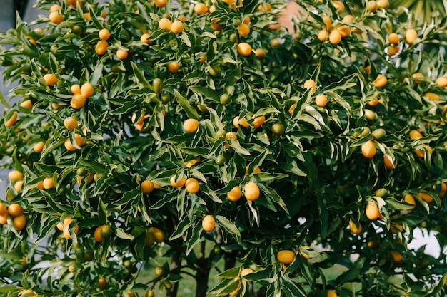 Arbre Kumquat ou fortunella avec des fruits orange mûrs sur des branches dans le jardin