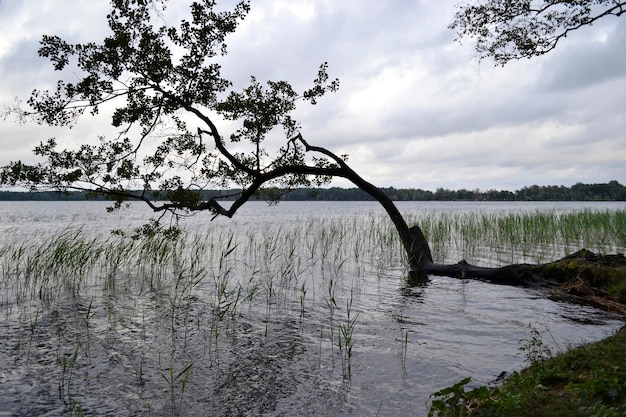 Arbre sur le lac Arbre tordu au bord du lac Branches sur le lac