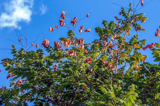 Photo arbre à lanterne ou arbre à pluie dorée nom botanique koelreuteria paniculata arbre de rue à feuilles caduques commun