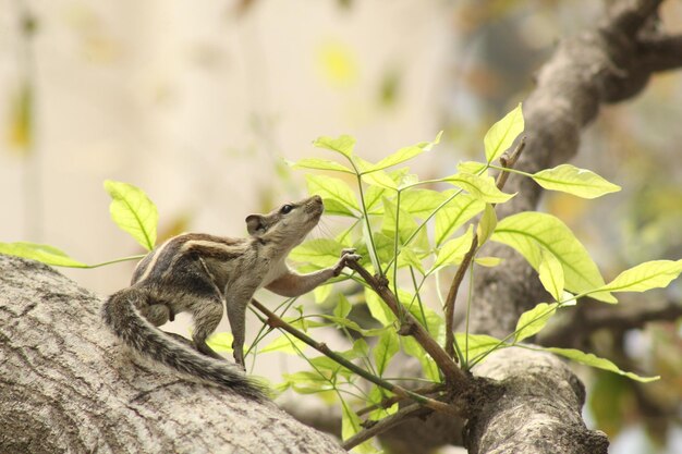 Un arbre avec un lézard dessus