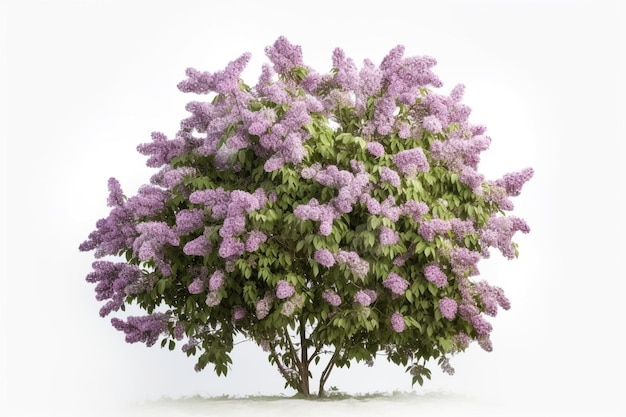 Un arbre lilas avec des feuilles vertes et un fond blanc.