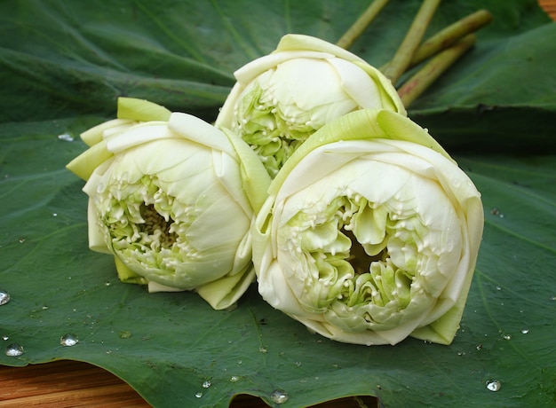 Arbre de lotus blanc sur les feuilles.