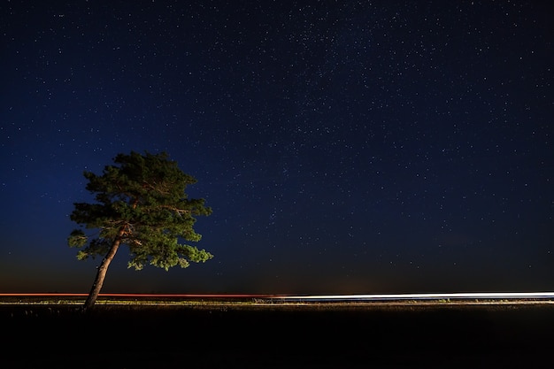 L'arbre à la lumière des phares de voiture sur fond de ciel étoilé.