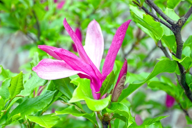 Arbre de magnolia avec fleur rose