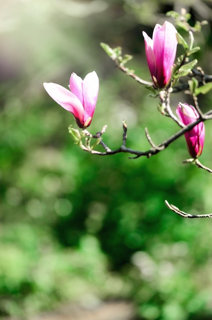 Arbre de magnolia en fleurs dans les rayons du soleil du printemps Mise au point sélective Copier l'espace Fleur de Pâques concept de journée de femme ensoleillée de printemps