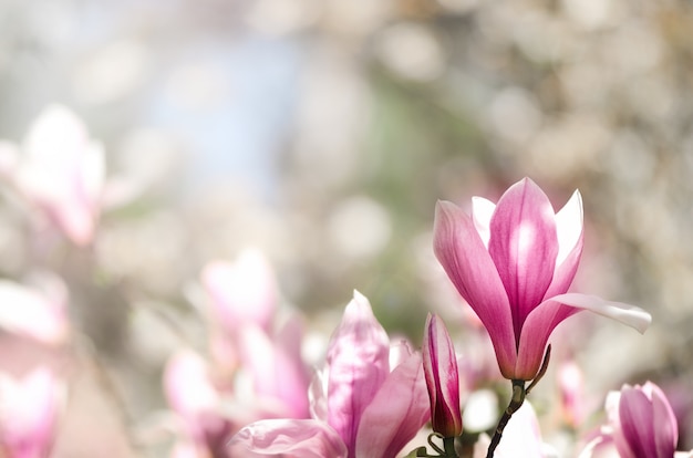 Arbre de magnolia en fleurs dans les rayons du soleil de printemps. Mise au point sélective.