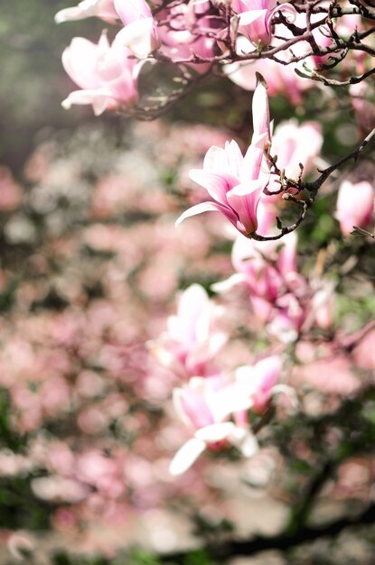 Arbre de magnolia en fleurs dans les rayons du soleil de printemps. Mise au point sélective.