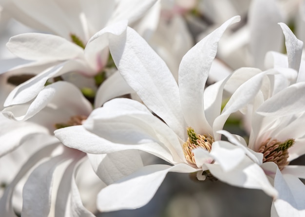 Arbre de magnolia en fleurs